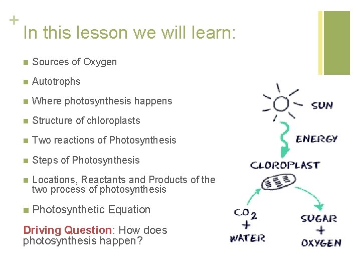 + In this lesson we will learn: n Sources of Oxygen n Autotrophs n