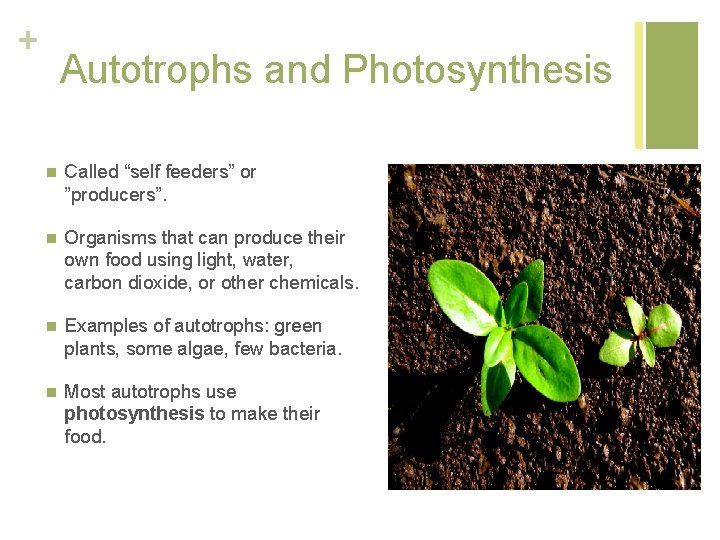+ Autotrophs and Photosynthesis n Called “self feeders” or ”producers”. n Organisms that can