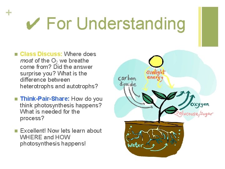 + ✔ For Understanding n Class Discuss: Where does most of the O 2