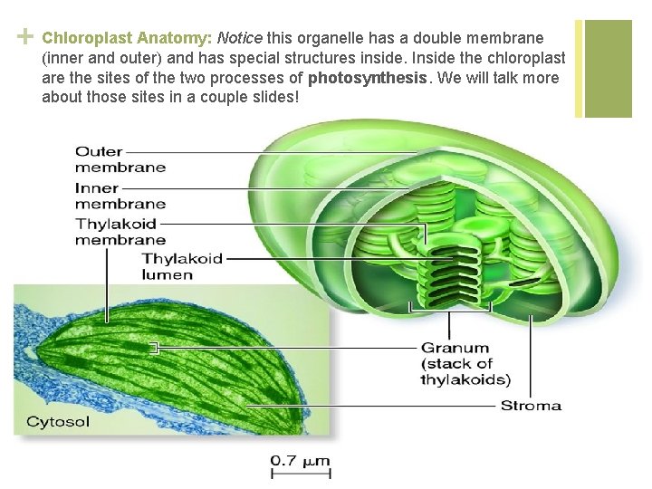 Anatomy: Notice this organelle has a double membrane + Chloroplast (inner and outer) and