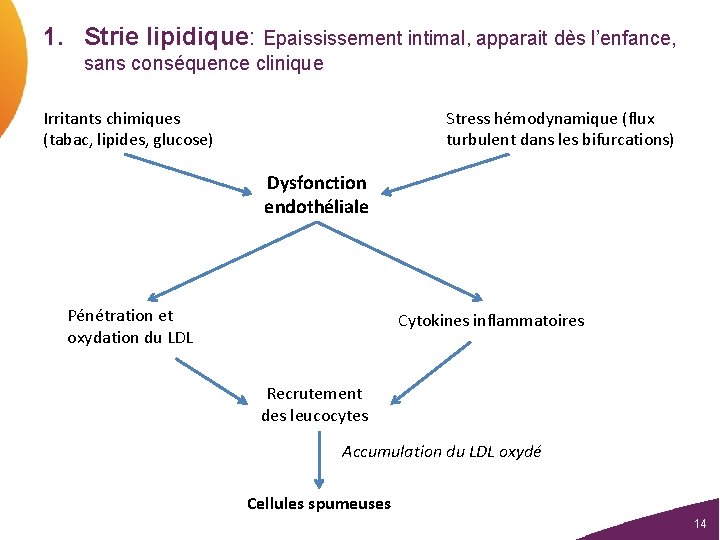 1. Strie lipidique: Epaississement intimal, apparait dès l’enfance, sans conséquence clinique Irritants chimiques (tabac,