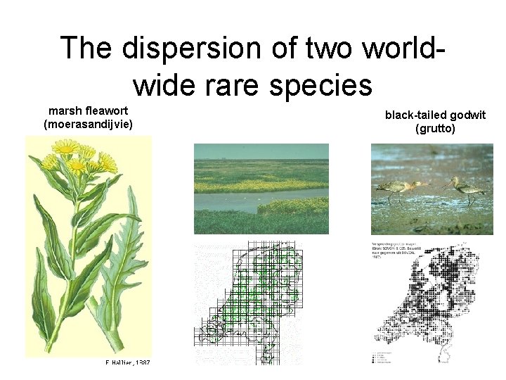 The dispersion of two worldwide rare species marsh fleawort (moerasandijvie) black-tailed godwit (grutto) 