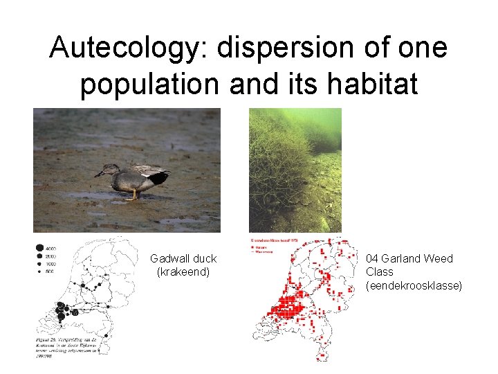 Autecology: dispersion of one population and its habitat Gadwall duck (krakeend) 04 Garland Weed