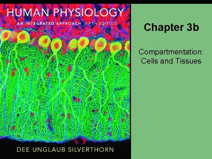 Chapter 3 b Compartmentation: Cells and Tissues 