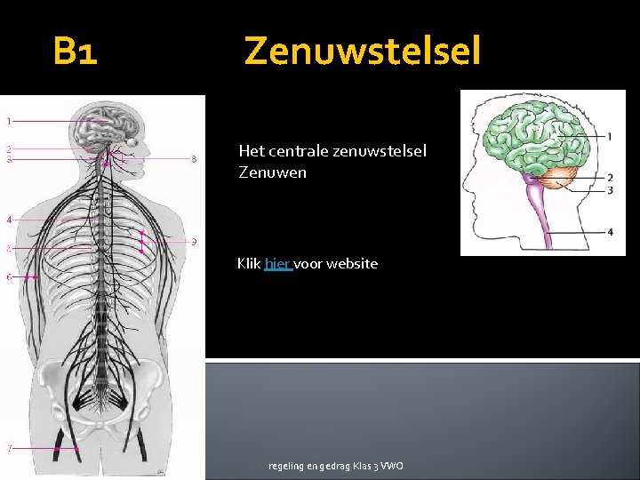 B 1 Zenuwstelsel Het centrale zenuwstelsel Zenuwen Klik hier voor website regeling en gedrag