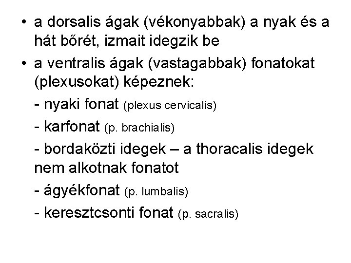  • a dorsalis ágak (vékonyabbak) a nyak és a hát bőrét, izmait idegzik