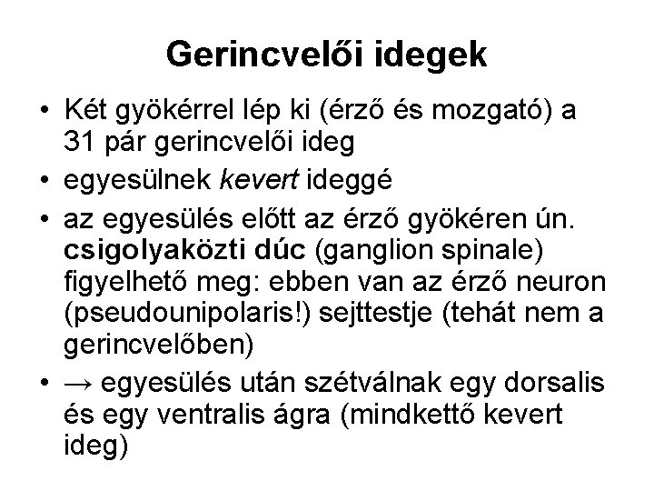 Gerincvelői idegek • Két gyökérrel lép ki (érző és mozgató) a 31 pár gerincvelői