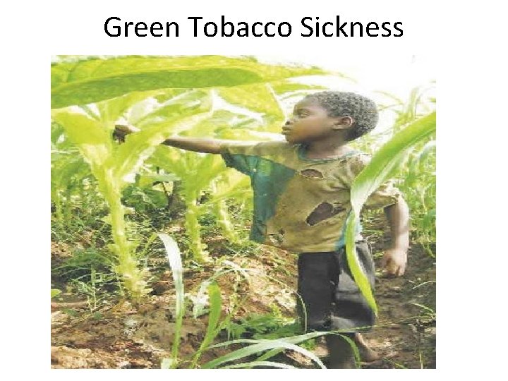 Green Tobacco Sickness Green Tobacco Sickness