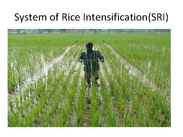 System of Rice Intensification(SRI) System of Rice Intensification(SRI)