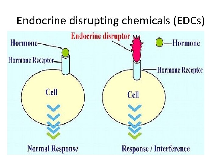 Endocrine disrupting chemicals (EDCs) Endocrine disrupting chemicals (EDCs)