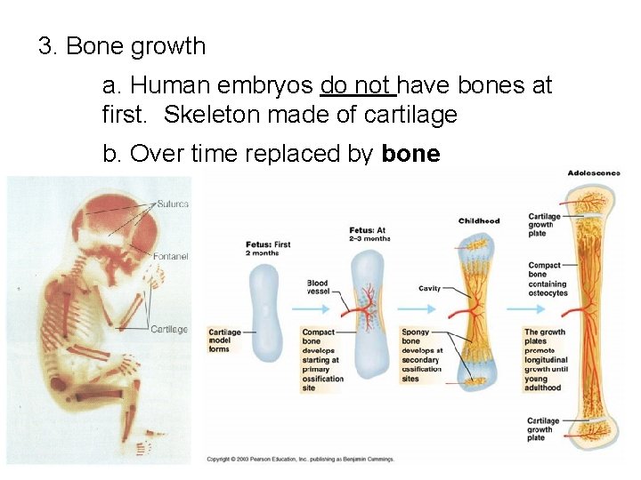 3. Bone growth a. Human embryos do not have bones at first. Skeleton made