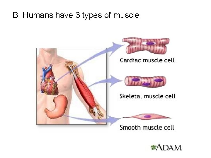 B. Humans have 3 types of muscle 