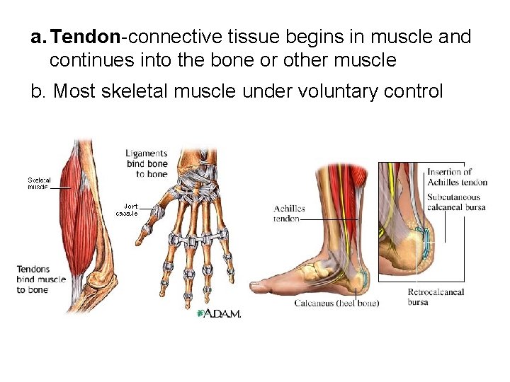 a. Tendon-connective tissue begins in muscle and continues into the bone or other muscle
