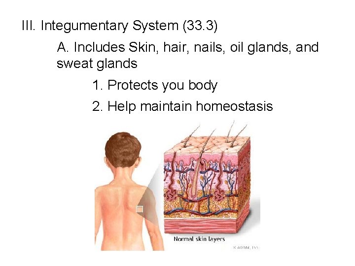 III. Integumentary System (33. 3) A. Includes Skin, hair, nails, oil glands, and sweat
