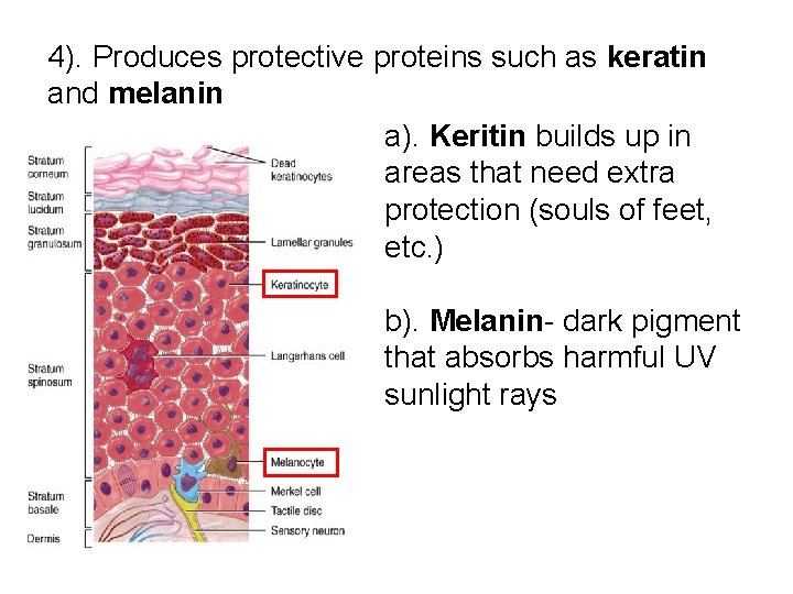 4). Produces protective proteins such as keratin and melanin a). Keritin builds up in