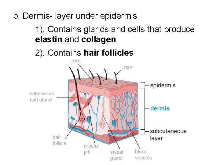 b. Dermis- layer under epidermis 1). Contains glands and cells that produce elastin and