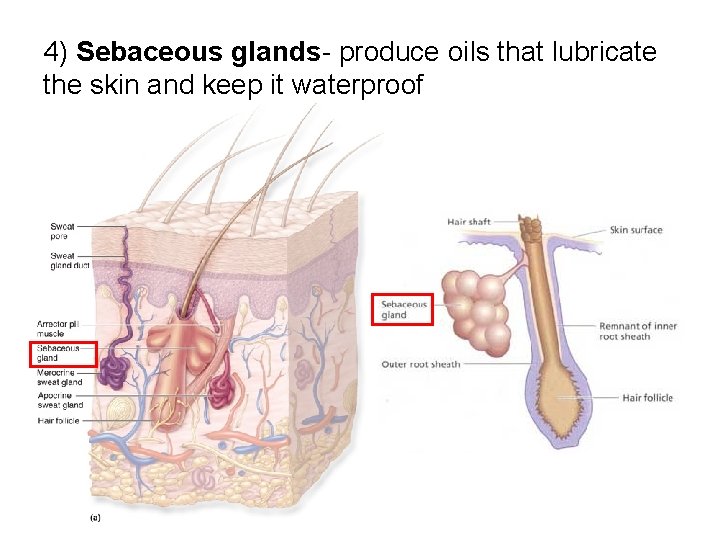 4) Sebaceous glands- produce oils that lubricate the skin and keep it waterproof 