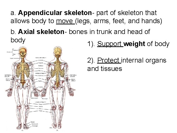 a. Appendicular skeleton- part of skeleton that allows body to move (legs, arms, feet,