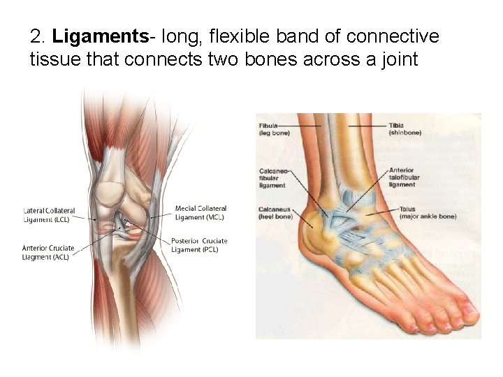 2. Ligaments- long, flexible band of connective tissue that connects two bones across a