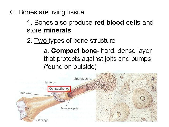 C. Bones are living tissue 1. Bones also produce red blood cells and store