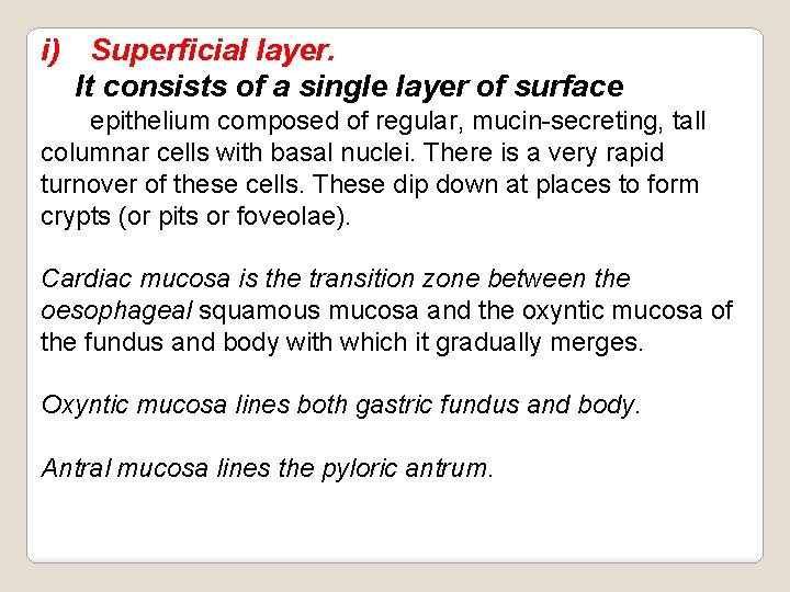 i) Superficial layer. It consists of a single layer of surface epithelium composed of