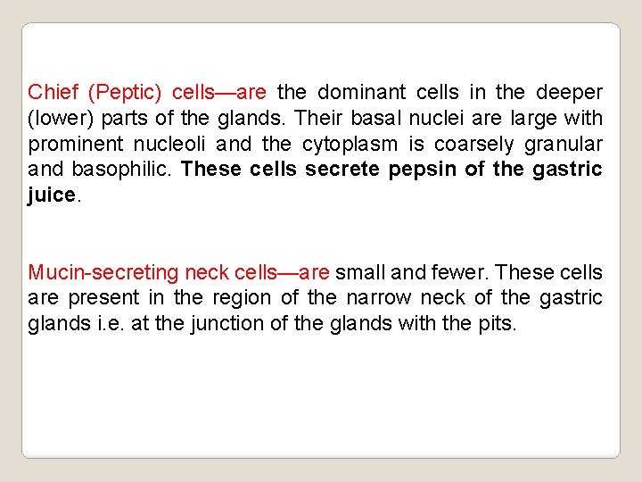 Chief (Peptic) cells—are the dominant cells in the deeper (lower) parts of the glands.