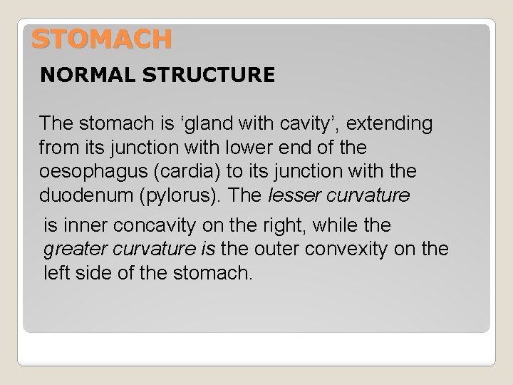 STOMACH NORMAL STRUCTURE The stomach is ‘gland with cavity’, extending from its junction with