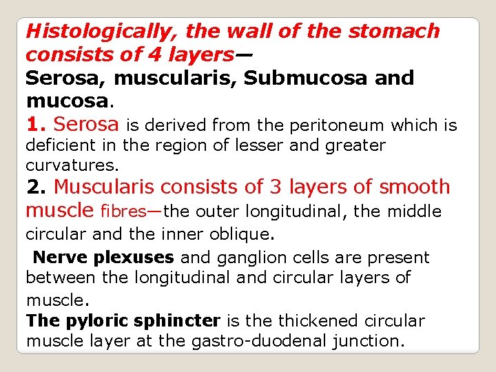 Histologically, the wall of the stomach consists of 4 layers— Serosa, muscularis, Submucosa and