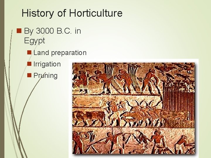 History of Horticulture n By 3000 B. C. in Egypt n Land preparation n