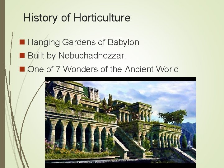 History of Horticulture n Hanging Gardens of Babylon n Built by Nebuchadnezzar. n One