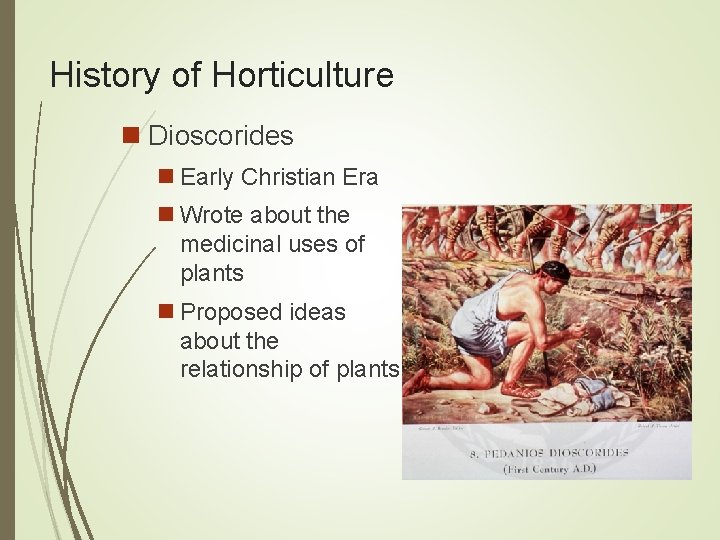 History of Horticulture n Dioscorides n Early Christian Era n Wrote about the medicinal