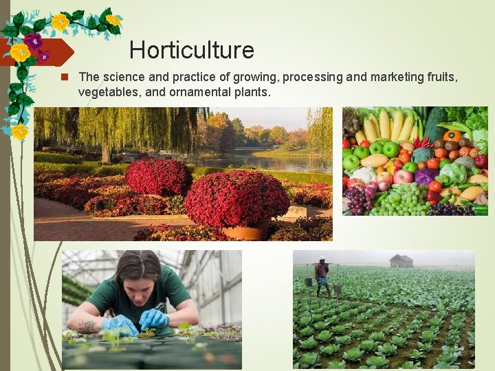 Horticulture n The science and practice of growing, processing and marketing fruits, vegetables, and