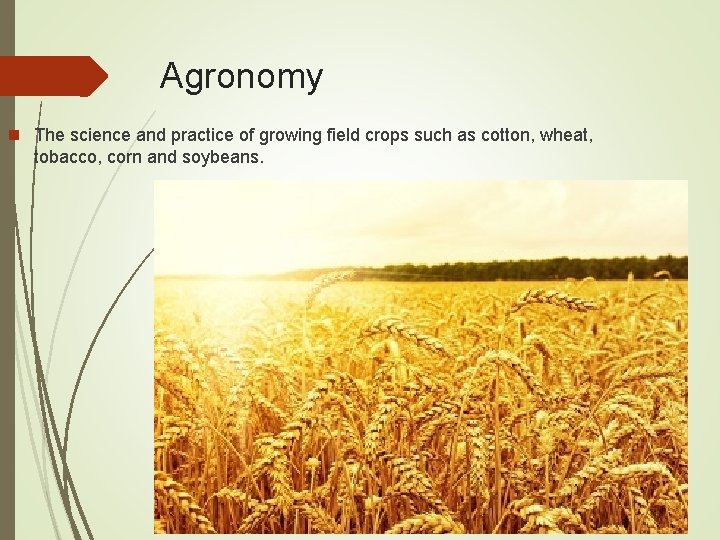 Agronomy n The science and practice of growing field crops such as cotton, wheat,