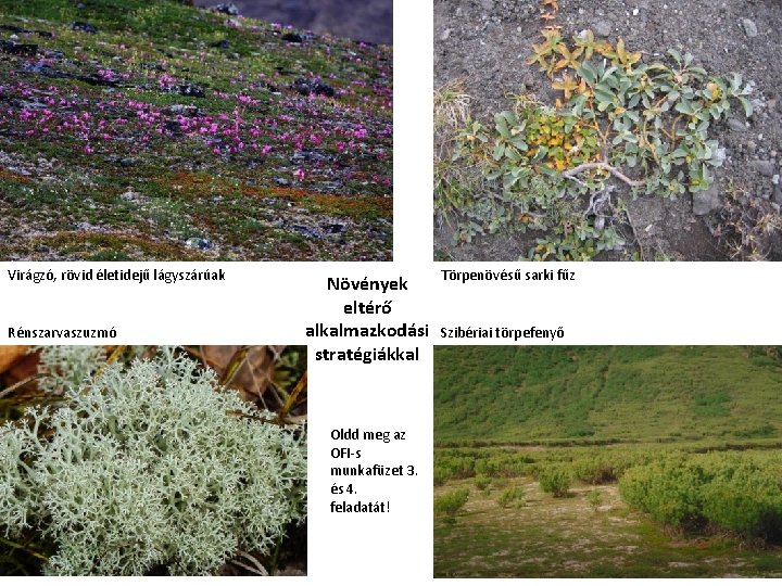 Virágzó, rövid életidejű lágyszárúak Rénszarvaszuzmó Növények eltérő alkalmazkodási stratégiákkal Oldd meg az OFI-s munkafüzet