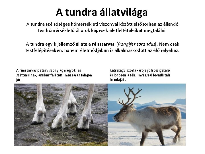 A tundra állatvilága A tundra szélsőséges hőmérsékleti viszonyai között elsősorban az állandó testhőmérsékletű állatok