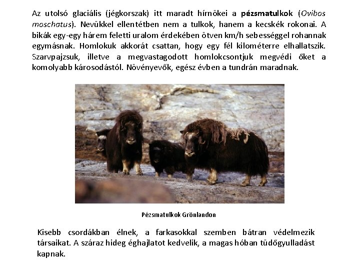 Az utolsó glaciális (jégkorszak) itt maradt hírnökei a pézsmatulkok (Ovibos moschatus). Nevükkel ellentétben nem