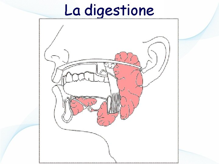 La digestione 