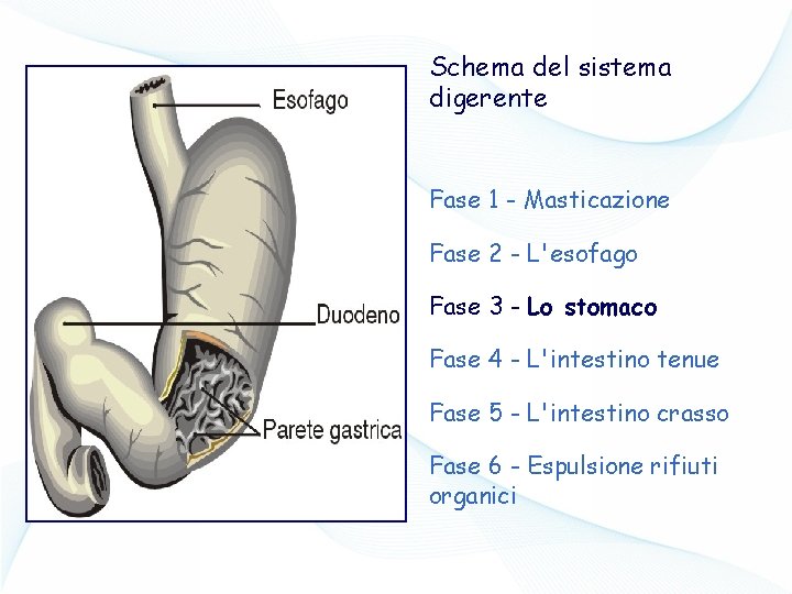 Schema del sistema digerente Fase 1 - Masticazione Fase 2 - L'esofago Fase 3