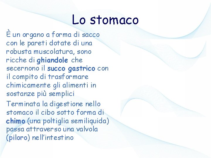 Lo stomaco È un organo a forma di sacco con le pareti dotate di