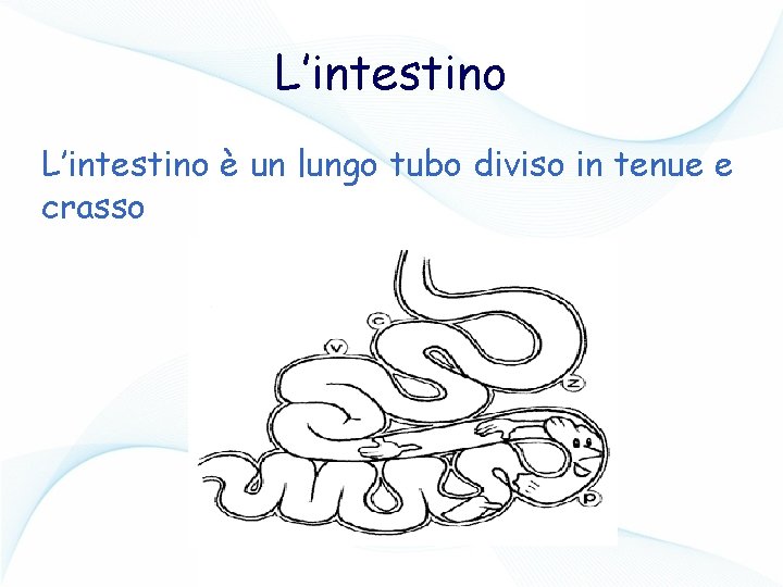 L’intestino è un lungo tubo diviso in tenue e crasso 