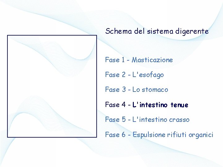 Schema del sistema digerente Fase 1 - Masticazione Fase 2 - L'esofago Fase 3