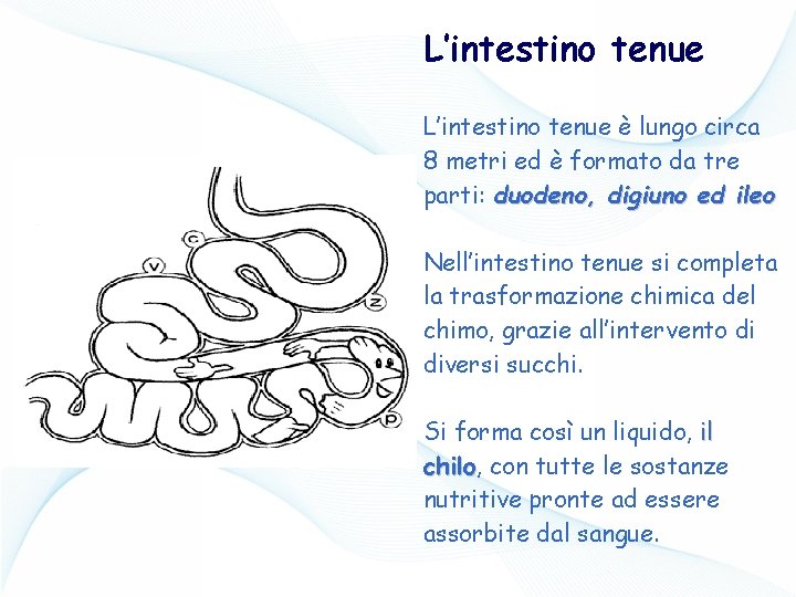 L’intestino tenue è lungo circa 8 metri ed è formato da tre parti: duodeno,