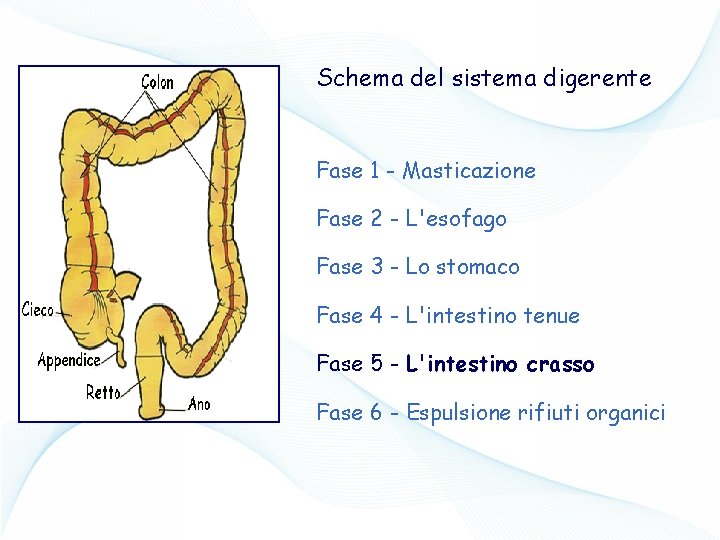 Schema del sistema digerente Fase 1 - Masticazione Fase 2 - L'esofago Fase 3