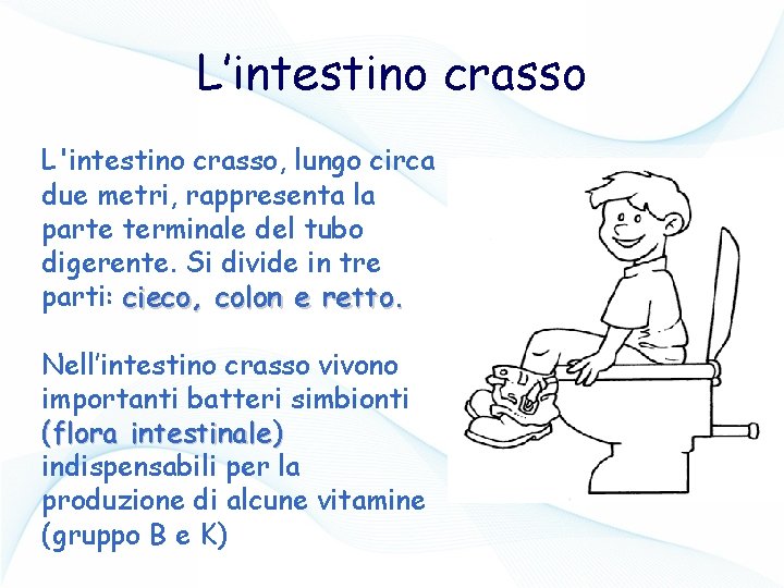 L’intestino crasso L'intestino crasso, lungo circa due metri, rappresenta la parte terminale del tubo