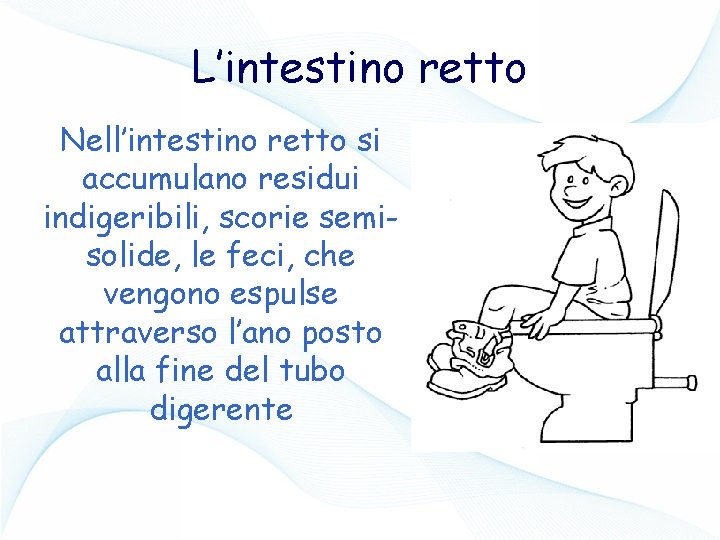 L’intestino retto Nell’intestino retto si accumulano residui indigeribili, scorie semisolide, le feci, che vengono