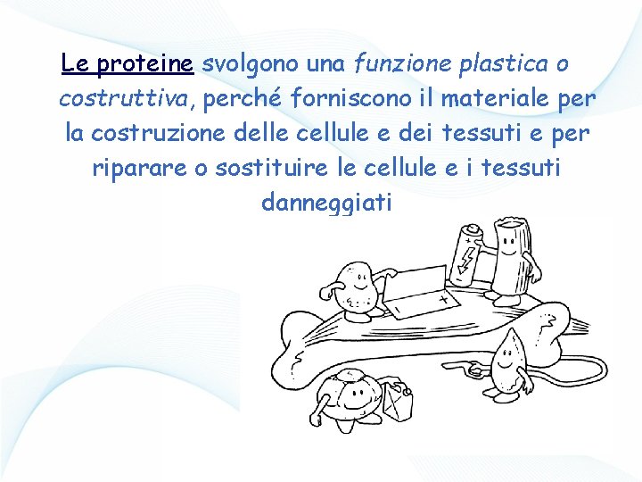 Le proteine svolgono una funzione plastica o costruttiva, perché forniscono il materiale per la