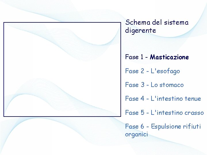 Schema del sistema digerente Fase 1 - Masticazione Fase 2 - L'esofago Fase 3