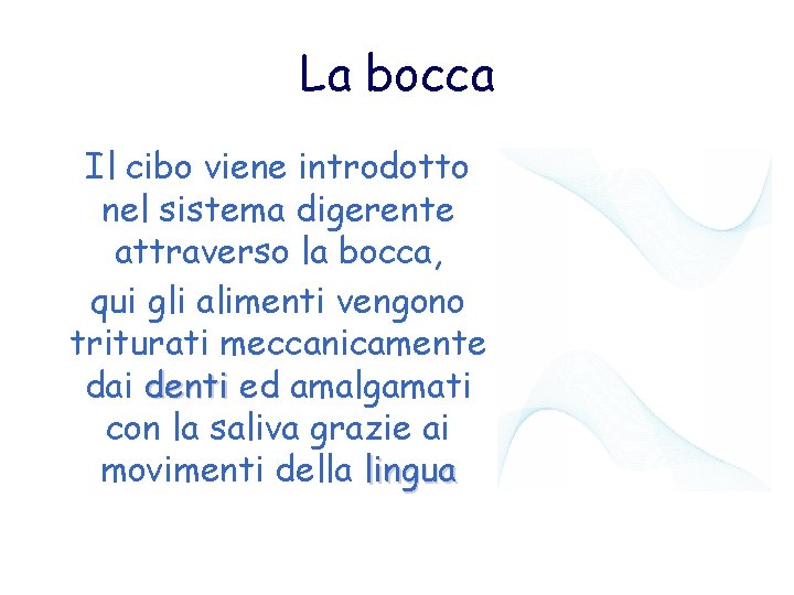 La bocca Il cibo viene introdotto nel sistema digerente attraverso la bocca, qui gli