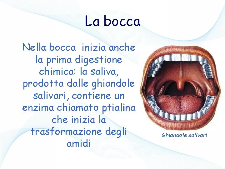 La bocca Nella bocca inizia anche la prima digestione chimica: la saliva, prodotta dalle