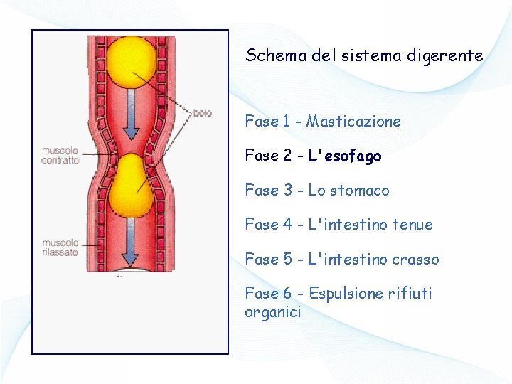 Schema del sistema digerente Fase 1 - Masticazione Fase 2 - L'esofago Fase 3